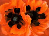 Oriental Poppies